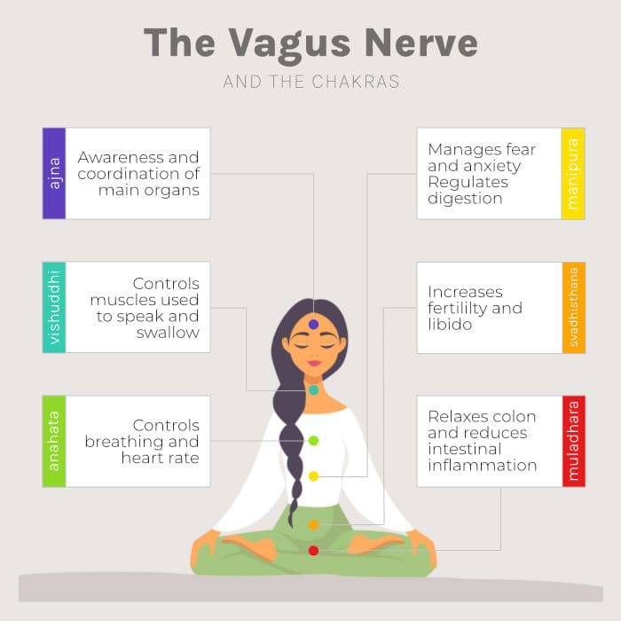 Vagus Nerve And Chakras Infographic | Yogi Living Ashram