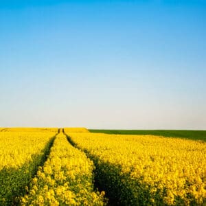 Raps Field Track | Yoga BNB Retreat